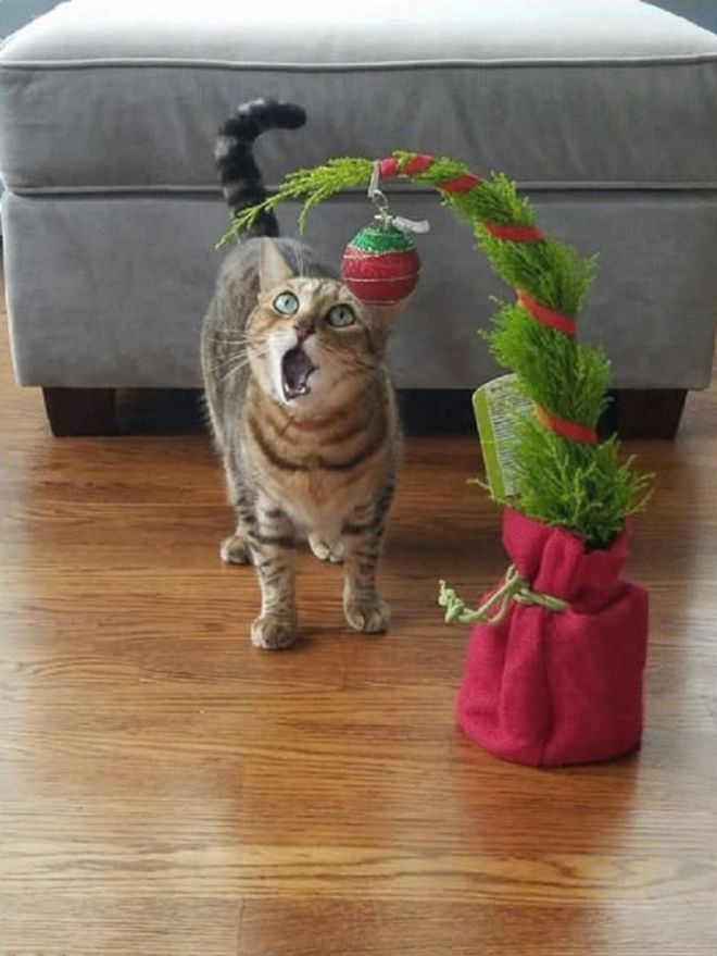 18 Adorable Cats That Love Christmas Festival