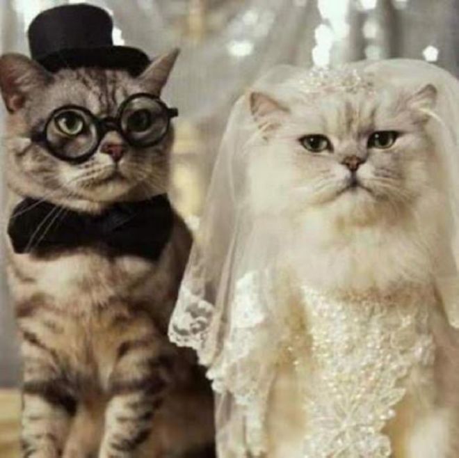 11 Cutest Animal Wedding Pictures To Make Your Day