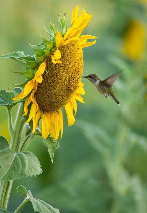 Admire The Natural Beauty Of Hummingbirds
