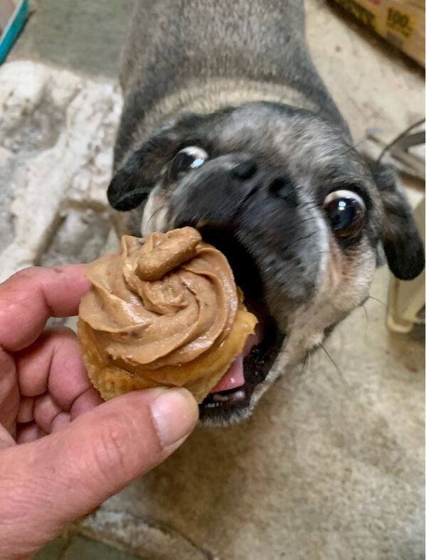Hungry Pet Dogs Staring At The Food