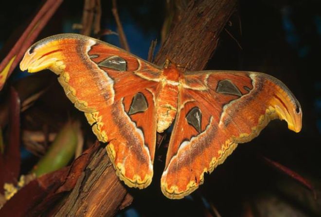 17 Most Beautiful Photos Of Moths