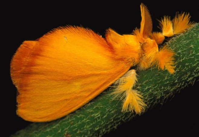 17 Most Beautiful Photos Of Moths | Funotic.com