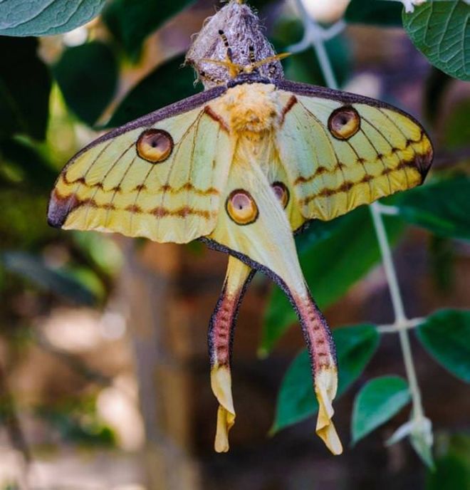 17 Most Beautiful Photos Of Moths | Funotic.com