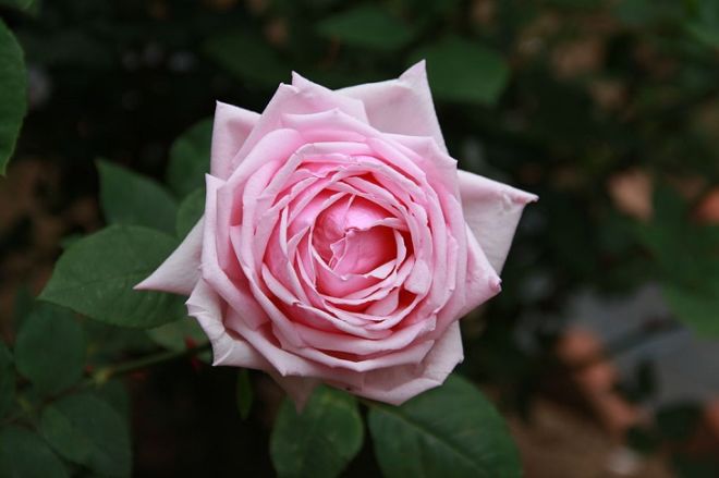 18 Most Beautiful Species Of Roses To Beautify Your Garden