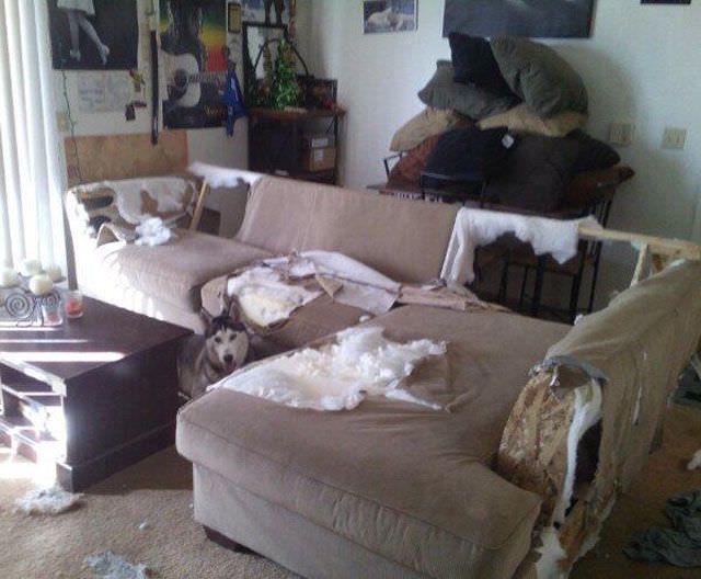 When Animals Behave Like Idiots