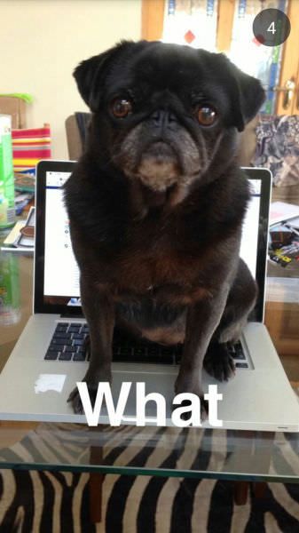 When Animals Behave Like Idiots