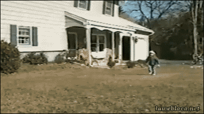 When Animals Behave Like Idiots