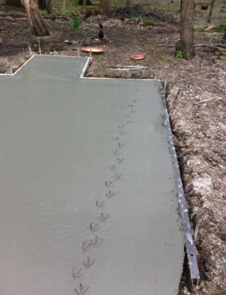 When Animals Behave Like Idiots