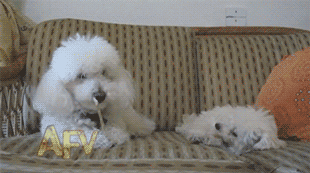 When Animals Behave Like Idiots