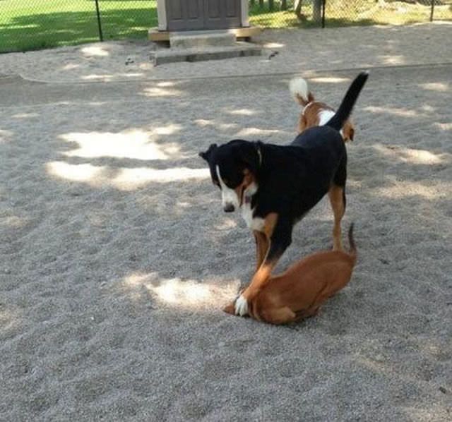 When Animals Behave Like Idiots