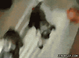 When Animals Behave Like Idiots