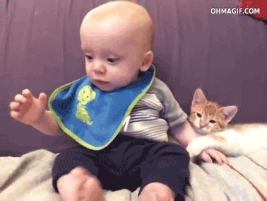 When Animals Behave Like Idiots