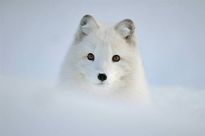 Photographing The Beautiful Winter Animals