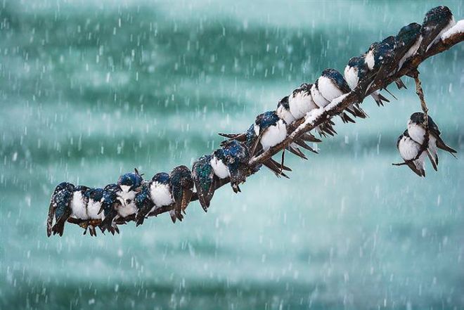 Photographing The Beautiful Winter Animals