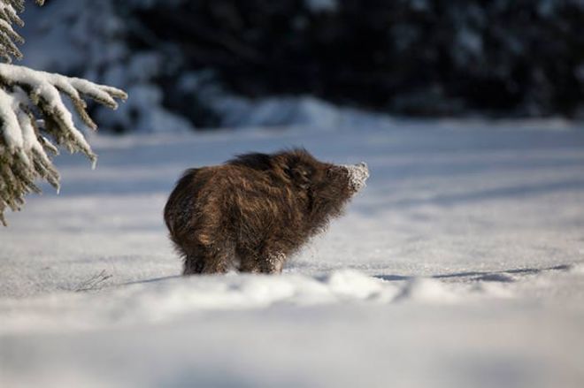 Photographing The Beautiful Winter Animals
