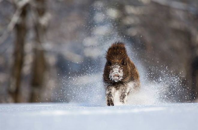 Photographing The Beautiful Winter Animals