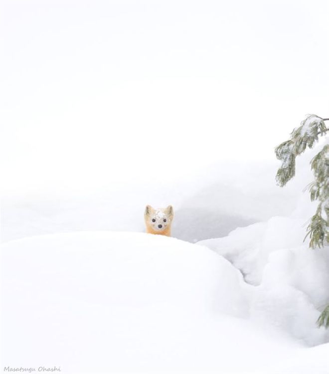 Photographing The Beautiful Winter Animals