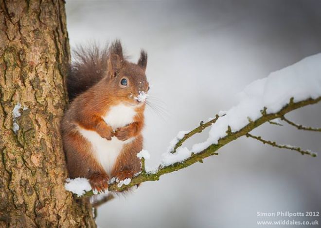 Photographing The Beautiful Winter Animals
