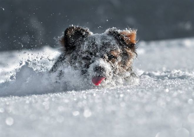 Photographing The Beautiful Winter Animals