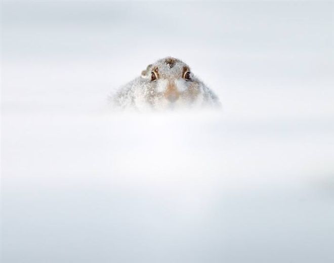 Photographing The Beautiful Winter Animals