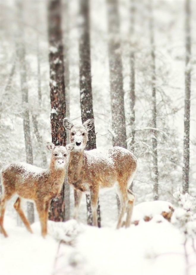Photographing The Beautiful Winter Animals