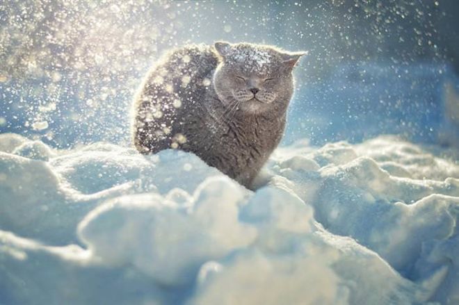 Photographing The Beautiful Winter Animals