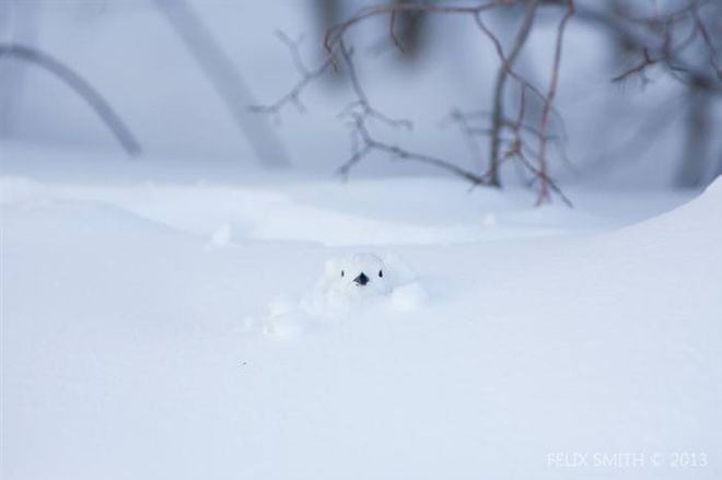 Photographing The Beautiful Winter Animals