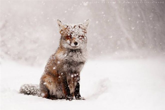 Photographing The Beautiful Winter Animals