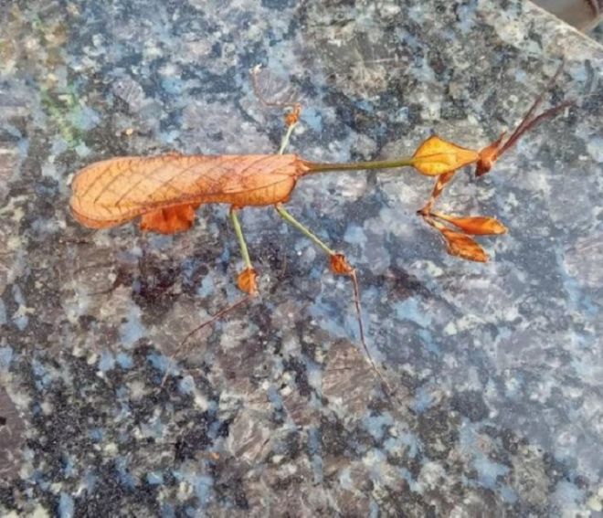 15 Bizarre Animals Spotted By Humans