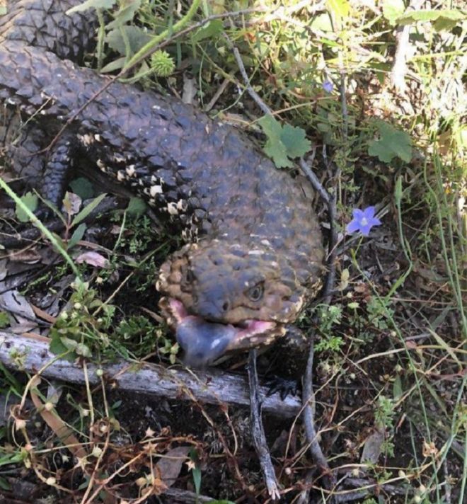 15 Bizarre Animals Spotted By Humans
