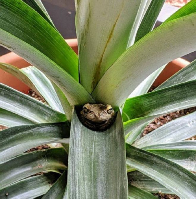 15 Bizarre Animals Spotted By Humans