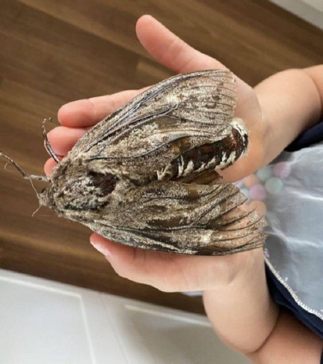 15 Bizarre Animals Spotted By Humans