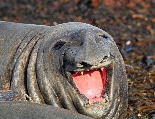 20 Animals That Are Hilariously Unphotogenic - Page 10 