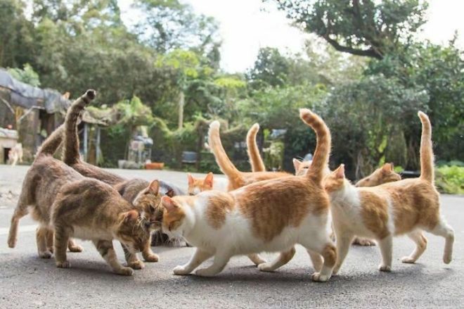 A Photographer Captures Adorable Street Cats Of Japan