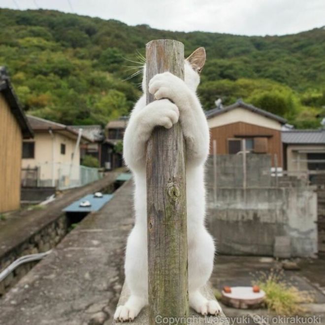 A Photographer Captures Adorable Street Cats Of Japan