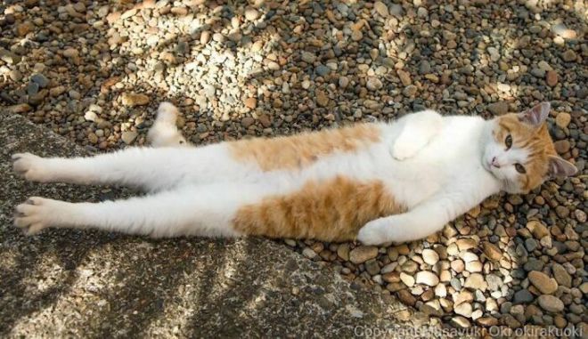 A Photographer Captures Adorable Street Cats Of Japan