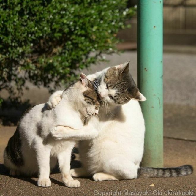 A Photographer Captures Adorable Street Cats Of Japan | Funzug.com - Part 2