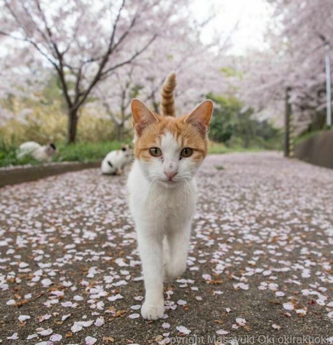 A Photographer Captures Adorable Street Cats Of Japan