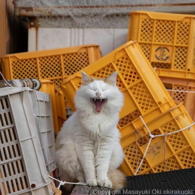 A Photographer Captures Adorable Street Cats Of Japan