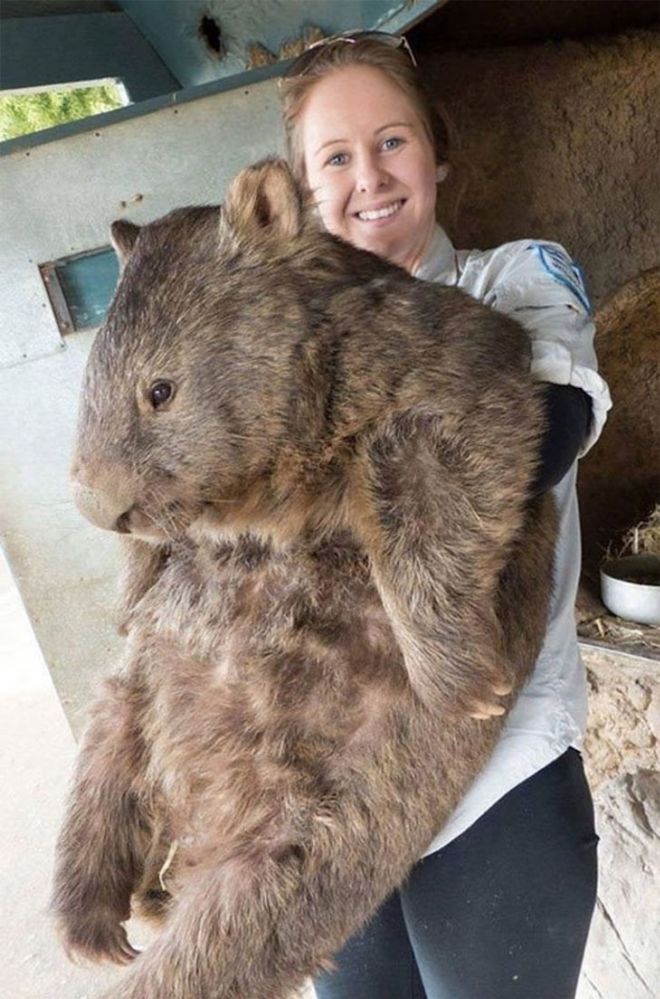 15 Pets That Grew Incredibly Large