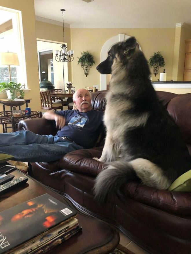 15 Pets That Grew Incredibly Large