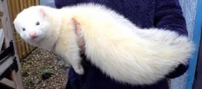 15 Pets That Grew Incredibly Large