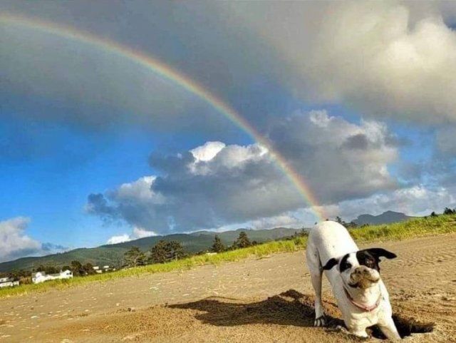 Funny Mix Pictures To Make Your Day