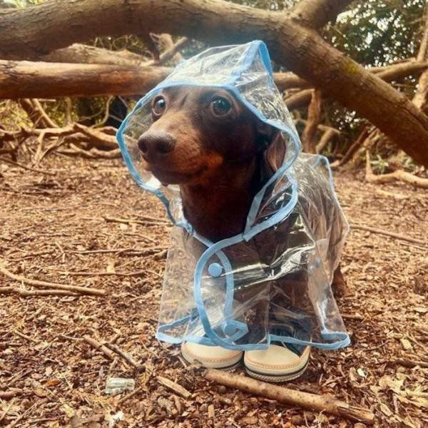 Funny Mix Pictures To Make Your Day