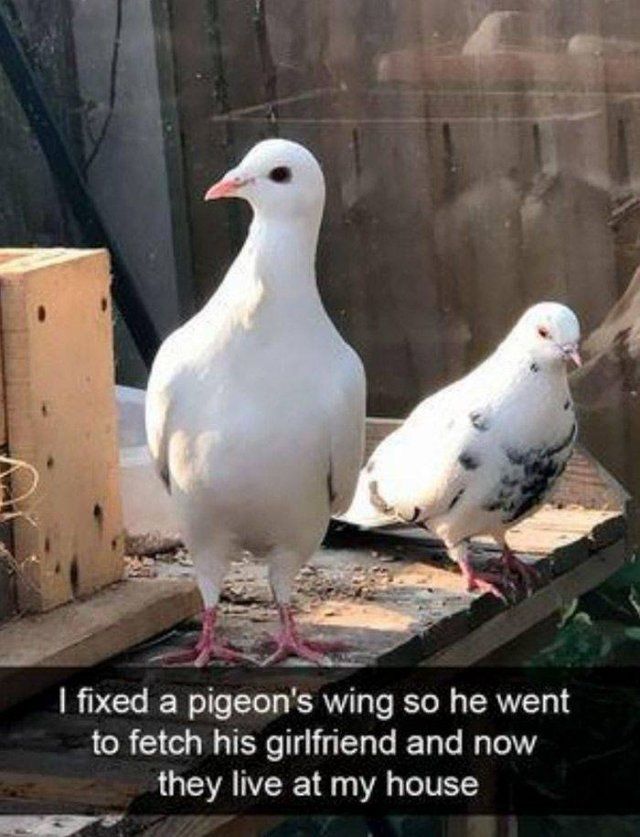 Funny Mix Pictures To Make Your Day