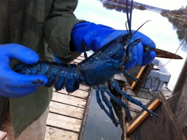 Funny Mix Pictures To Make Your Day