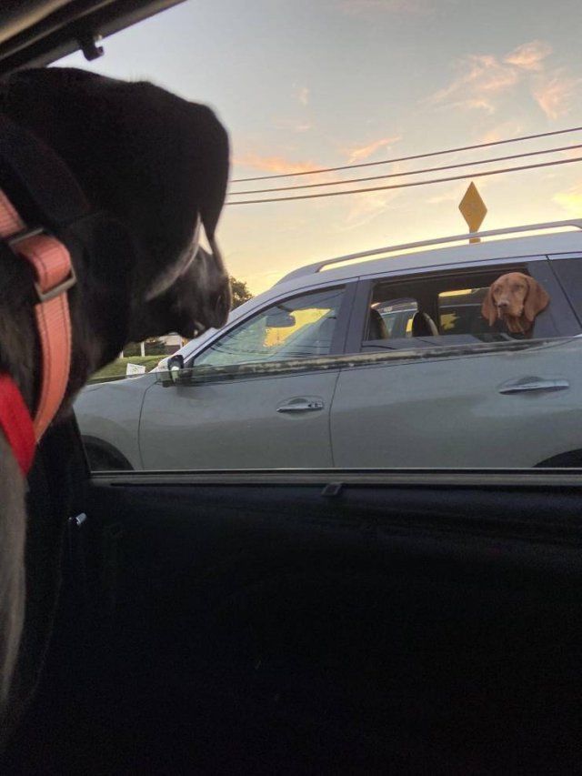 Funny Mix Pictures To Make Your Day