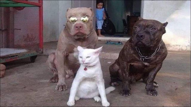 Funny Mix Pictures To Make Your Day