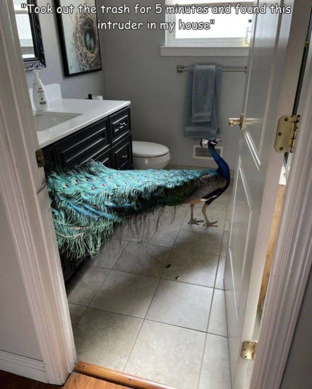 Funny Mix Pictures To Make Your Day