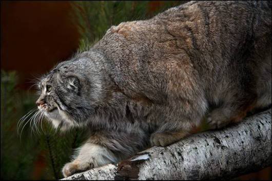 Sheer Beautiful Pictures to Cheer You Up